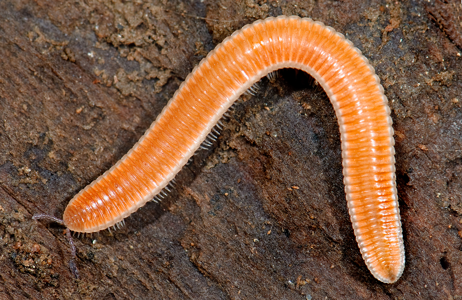 Представитель Семейства Hirudisomatidae